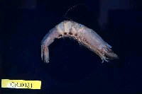 藏品(鬚赤對蝦)的圖片